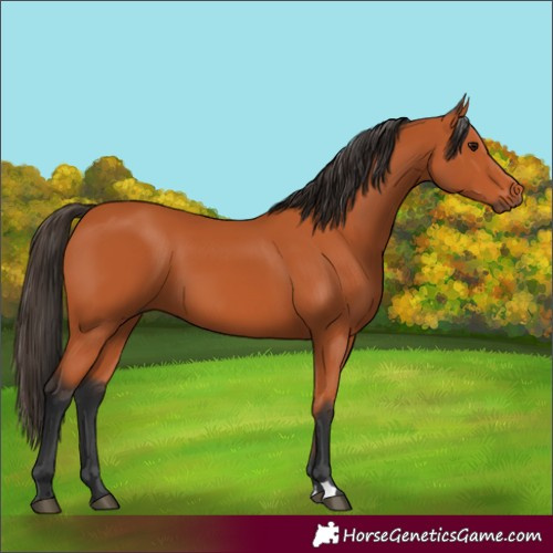 Horse Color:Bay 