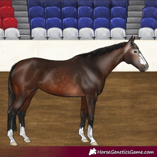 Horse Color:Gray Bay 