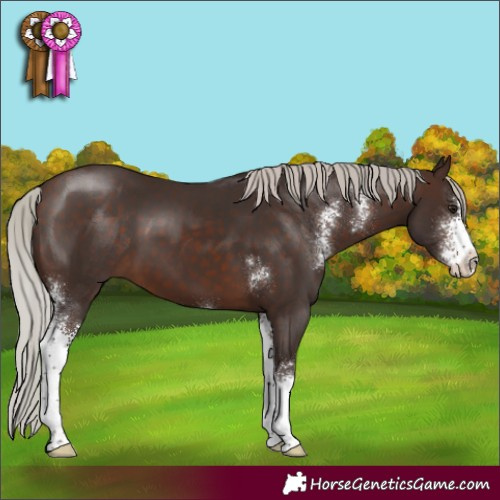 Horse Color:Silver Brown Sabino 
