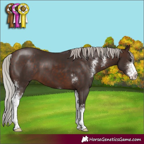 Horse Color:Silver Brown Sabino 