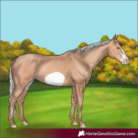 Horse Color:Silver Amber Champagne Frame 