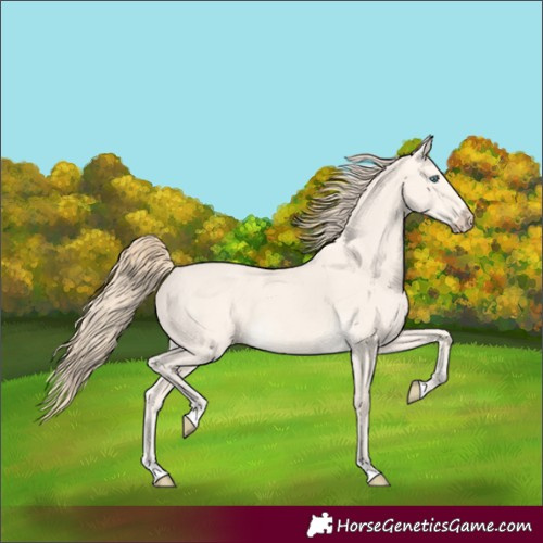 Horse Color:Perlino Dun 