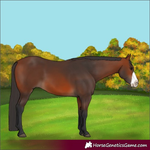 Horse Color:Bay Frame