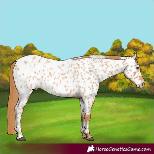 Horse Color:Red Roan Near Leopard 
