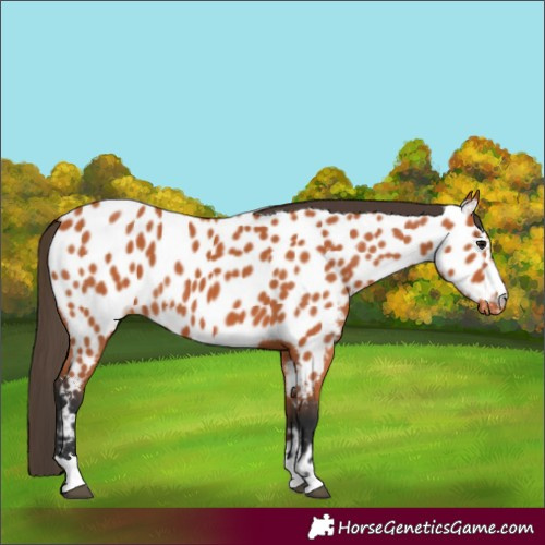 Horse Color:Bay Appaloosa 