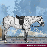 Horse Color:Black Appaloosa