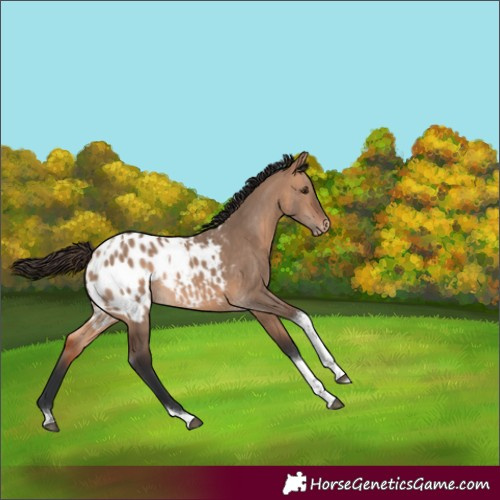 Horse Color:Bay Dun Tobiano Appaloosa 