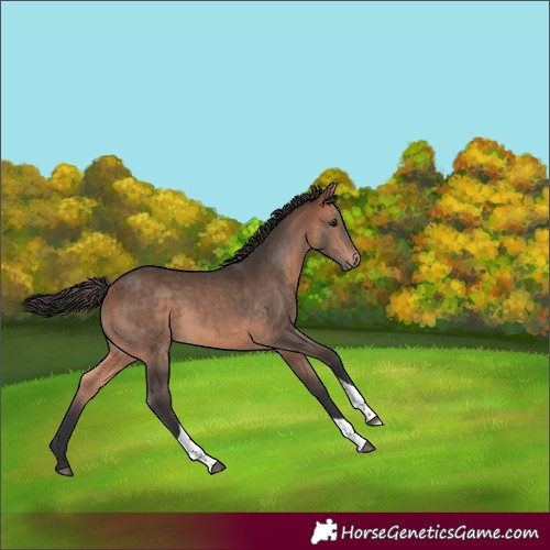 Horse Color:Bay Tobiano 