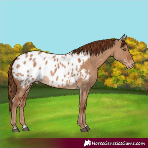 Horse Color:Red Dun Appaloosa