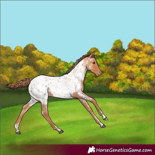 Horse Color:Powder White Red Roan Near Leopard