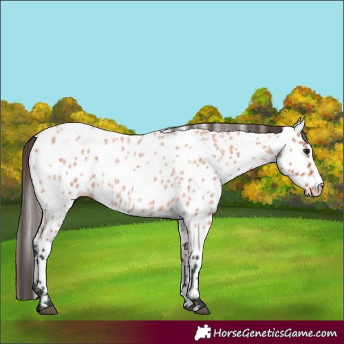 Horse Color:Bay Roan Appaloosa