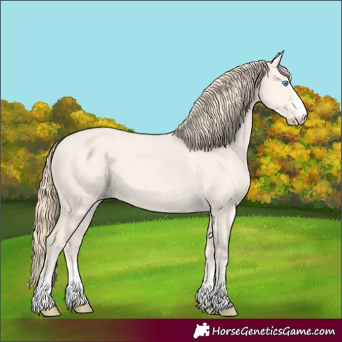 Horse Color:Unknown 