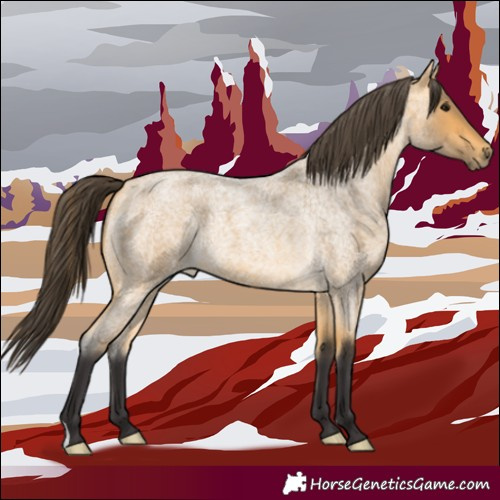 Horse Color:Buckskin Roan 