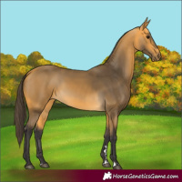 Horse Color:Buckskin Rabicano 
