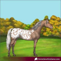Horse Color:Silver Brown Dun Appaloosa 
