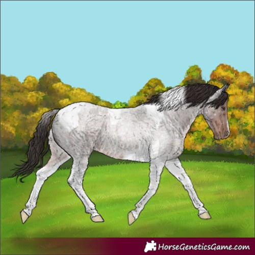 Horse Color:Liver Red Roan Tobiano 