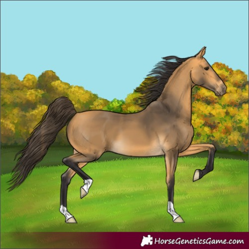Horse Color:Buckskin 