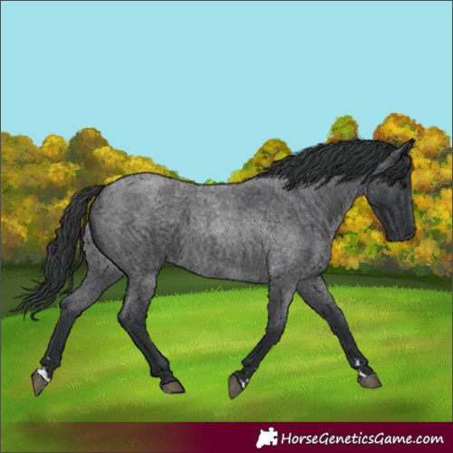 Horse Color:Blue Roan Rabicano
