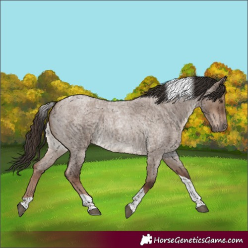 Horse Color:Liver Red Dun Roan Tobiano Rabicano 