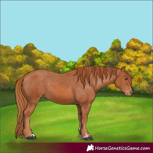 Horse Color:Chestnut Appaloosa