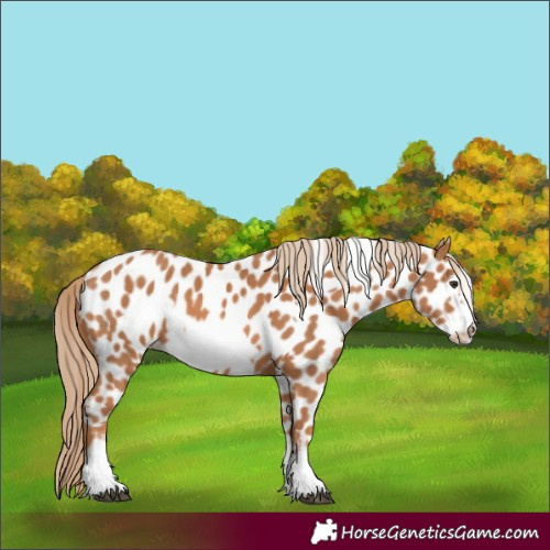 Horse Color:Chestnut Frame Appaloosa 