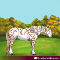 Horse Color:Chestnut Frame Appaloosa