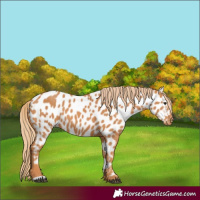Horse Color:Chestnut Appaloosa
