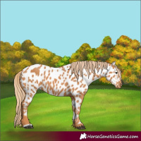 Horse Color:Chestnut Appaloosa 