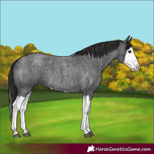 Horse Color:Smoky Blue Roan Splash 