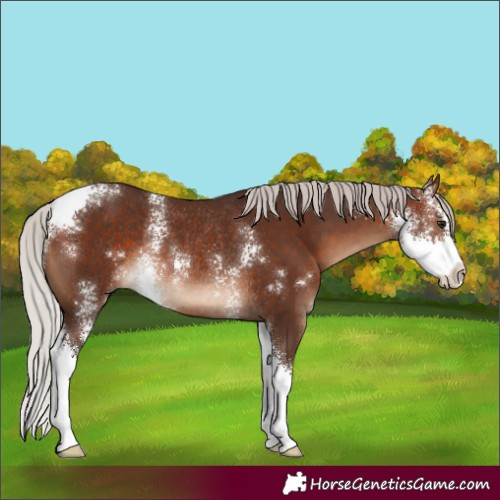 Horse Color:Silver Brown Sabino Rabicano 
