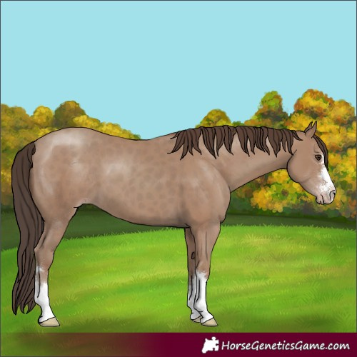 Horse Color:Classic Champagne 