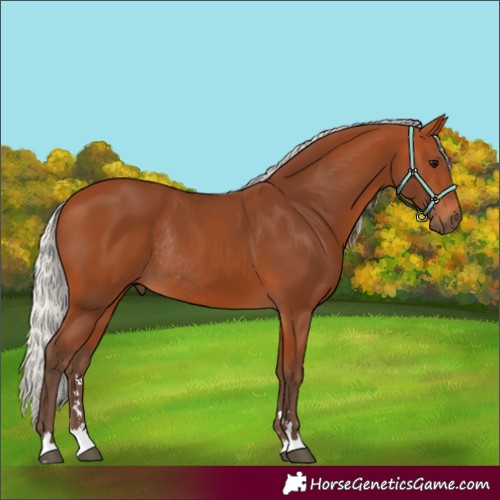 Horse Color:Silver Bay Rabicano 