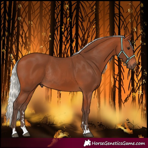 Horse Color:Silver Bay Rabicano 
