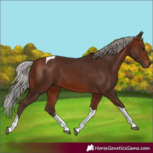 Horse Color:Silver Brown Tobiano