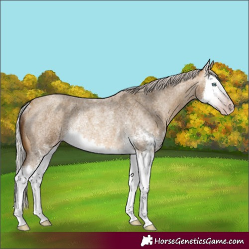 Horse Color:Gray Silver Amber Cream Champagne Roan Sabino Splash Rabicano 