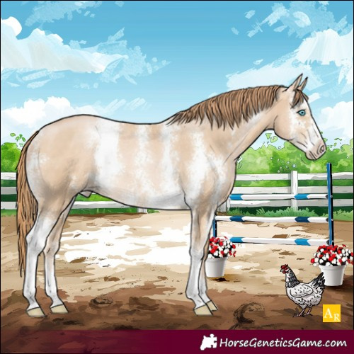 Horse Color:Buckskin Pearl Sabino Rabicano 