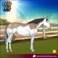 Horse Color:Sable Cream Champagne Splash Rabicano 