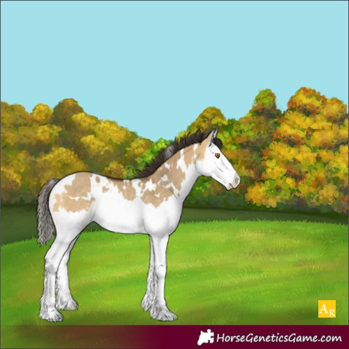Horse Color:White Spotted Buckskin Dun Splash Rabicano 