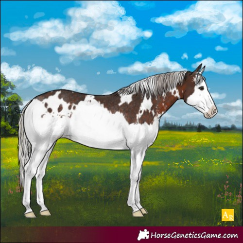 Horse Color:White Spotted Silver Brown Sabino Splash Rabicano