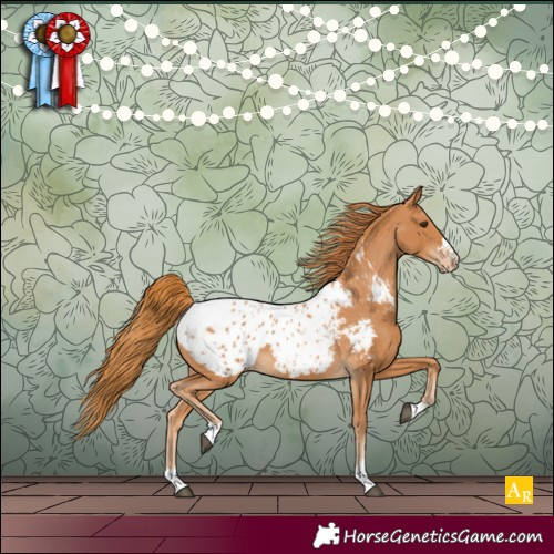 Horse Color:Chestnut Appaloosa 