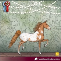 Horse Color:Chestnut Appaloosa 