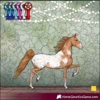 Horse Color:Chestnut Appaloosa 