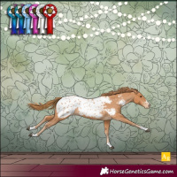 Horse Color:Chestnut Appaloosa 
