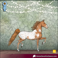 Horse Color:Chestnut Appaloosa