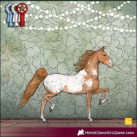 Horse Color:Chestnut Appaloosa 