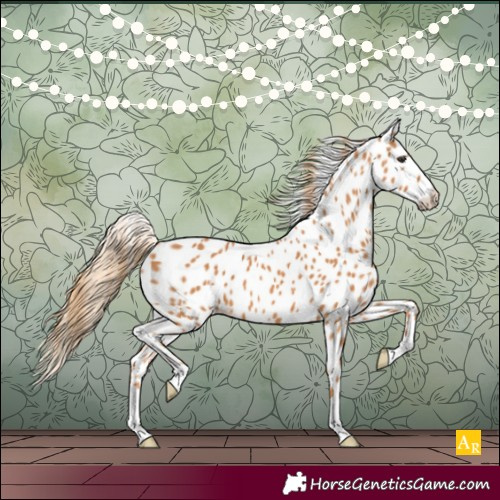Horse Color:Chestnut Appaloosa 