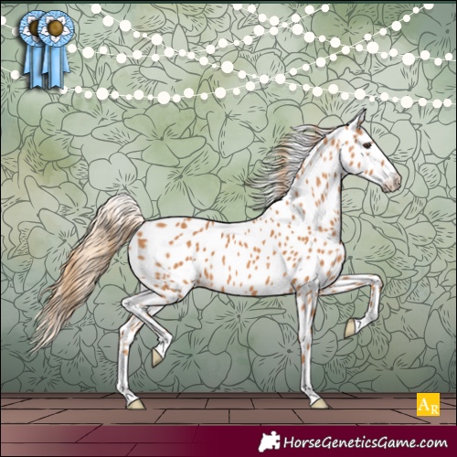 Horse Color:Chestnut Appaloosa 