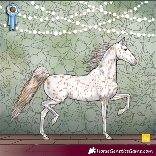Horse Color:Chestnut Appaloosa 
