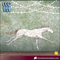 Horse Color:Chestnut Appaloosa 