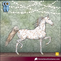 Horse Color:Chestnut Appaloosa
